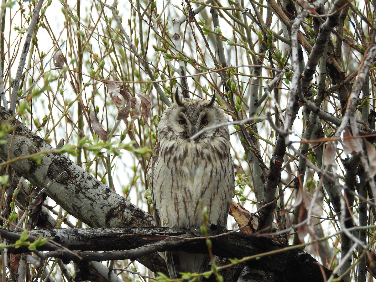 Long-eared Owl - ML156080881