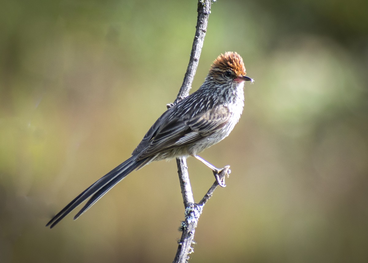 Rusty-crowned Tit-Spinetail - ML156081391