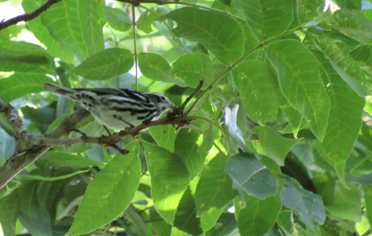 Black-and-white Warbler - ML156083651