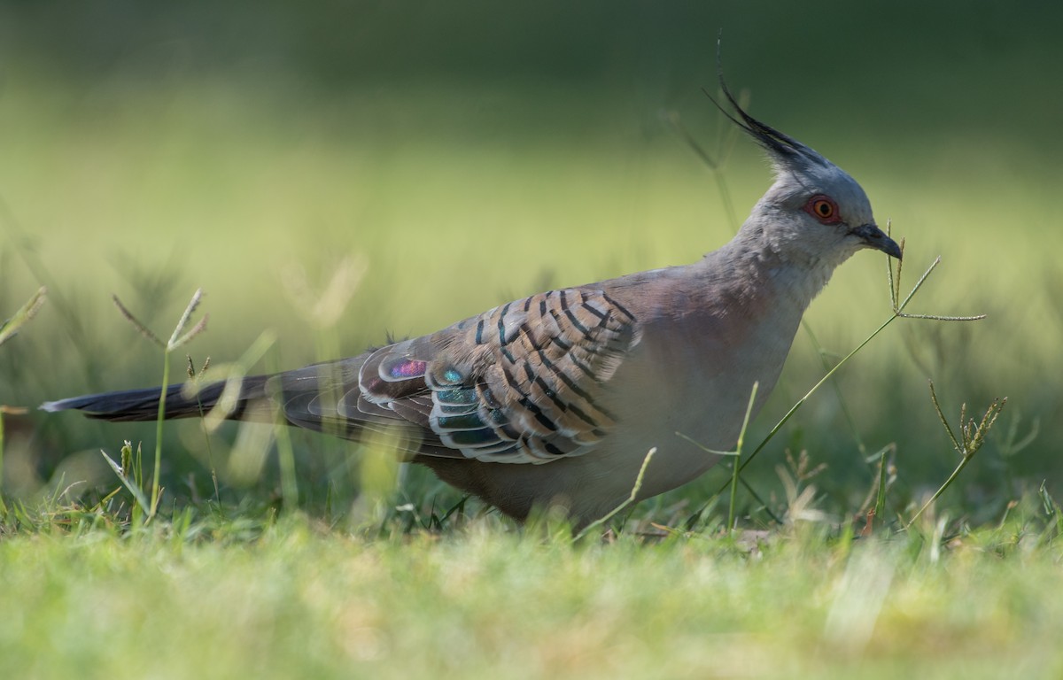 Crested Pigeon - ML156088141