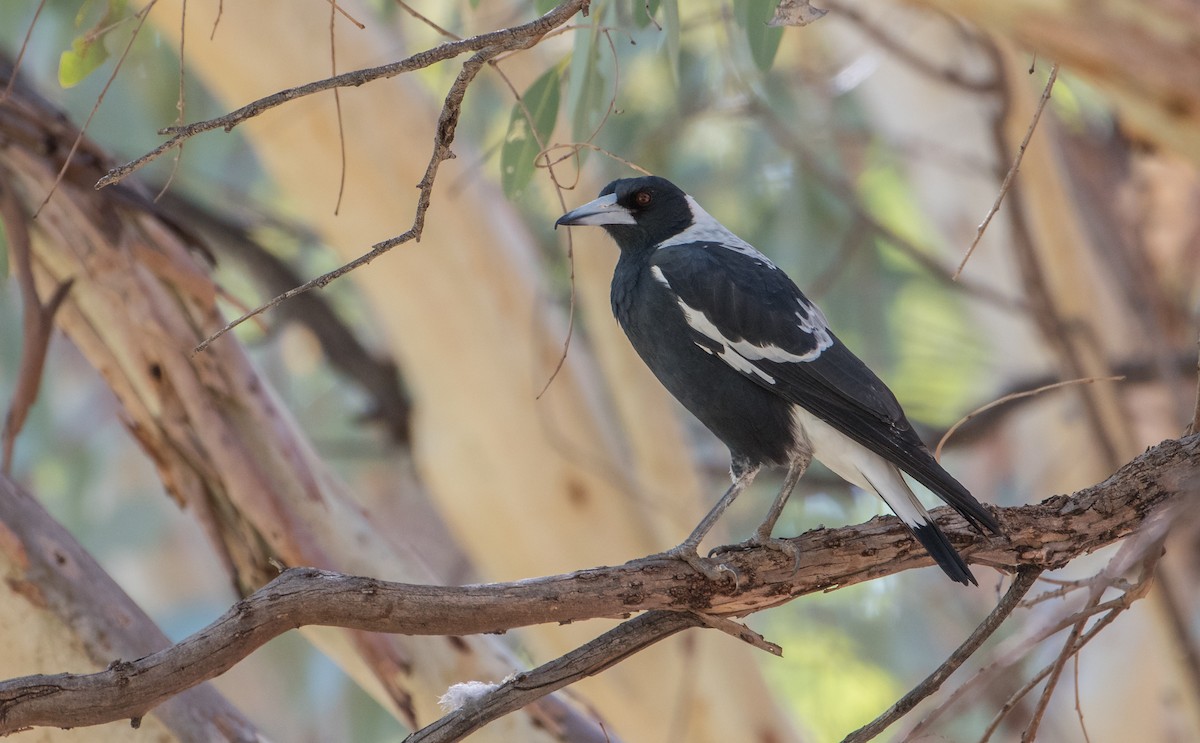 Australian Magpie (Black-backed) - ML156088621