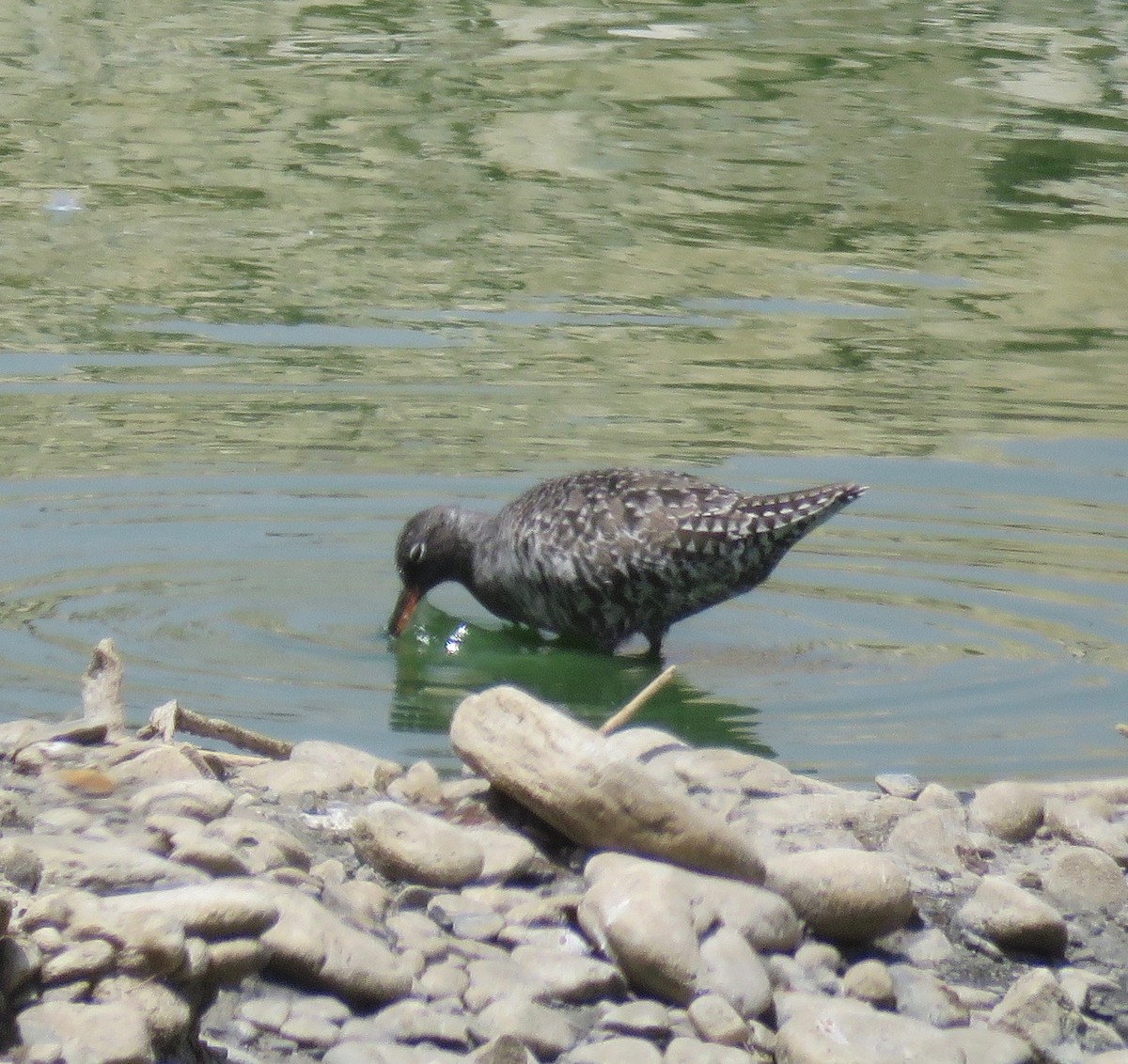 Spotted Redshank - ML156089171