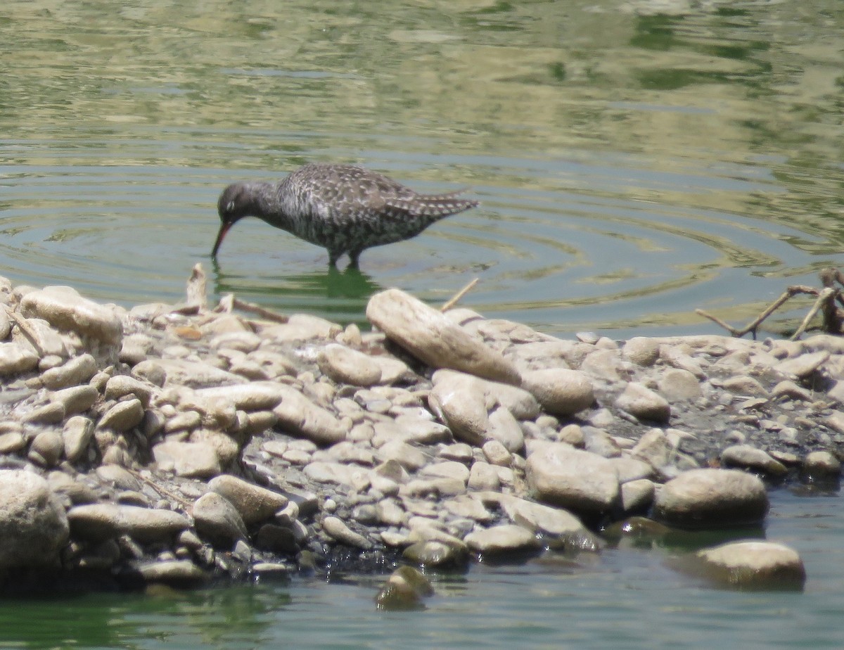 Spotted Redshank - ML156089181