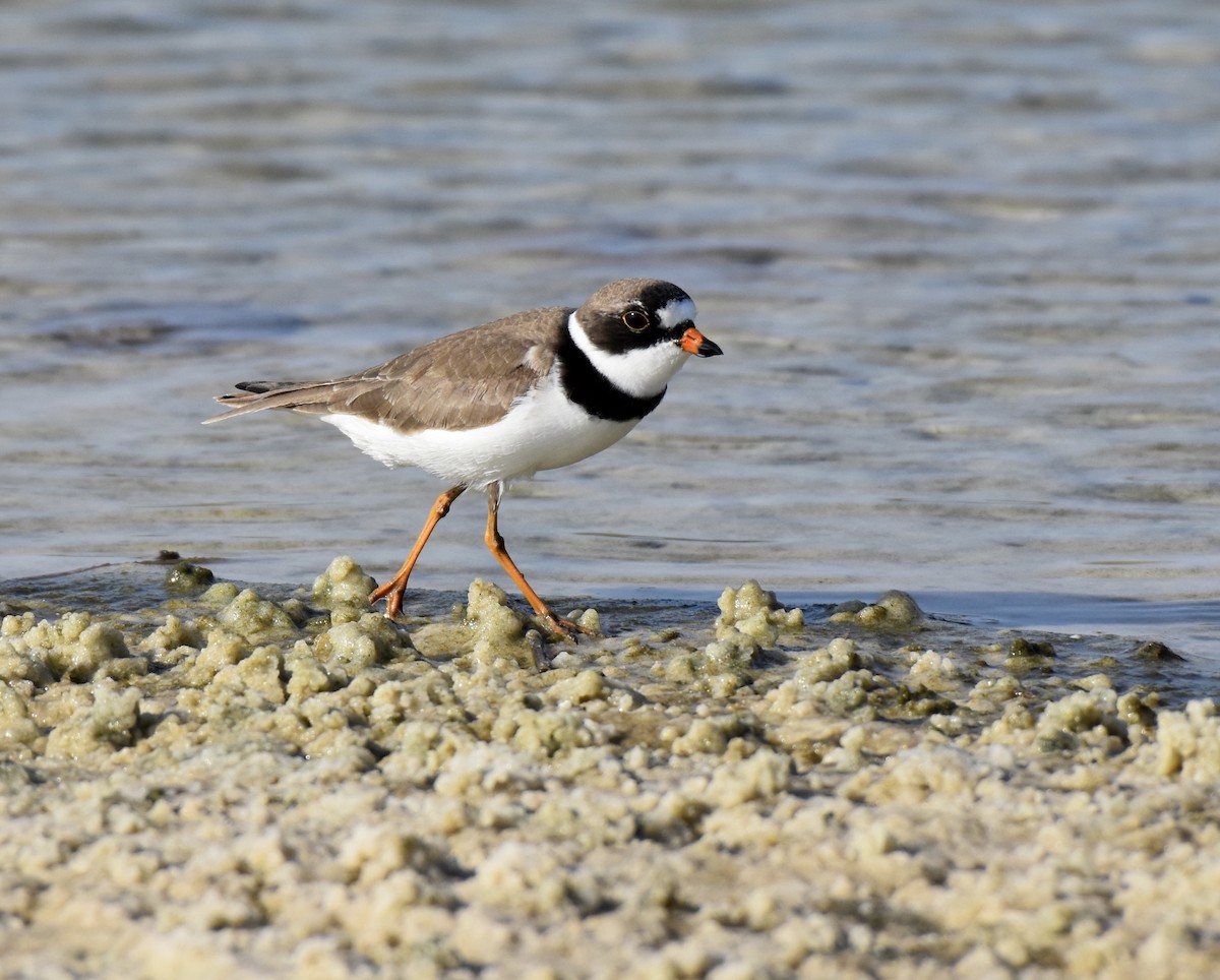 Semipalmated Plover - ML156089191