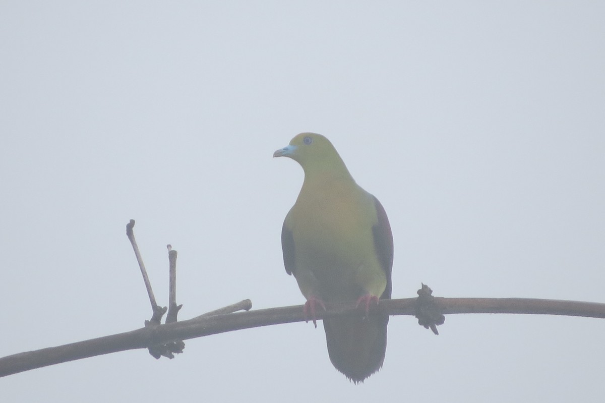 Wedge-tailed Green-Pigeon - Govind Kumar