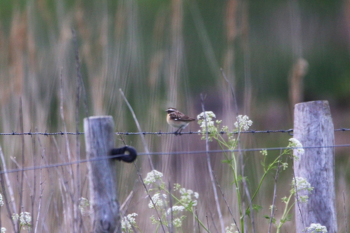 Whinchat - ML156092541