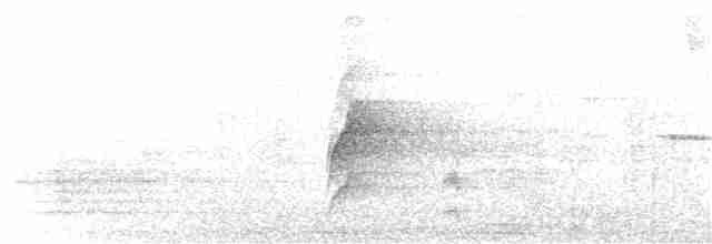 Orthonyx de Temminck - ML156095341