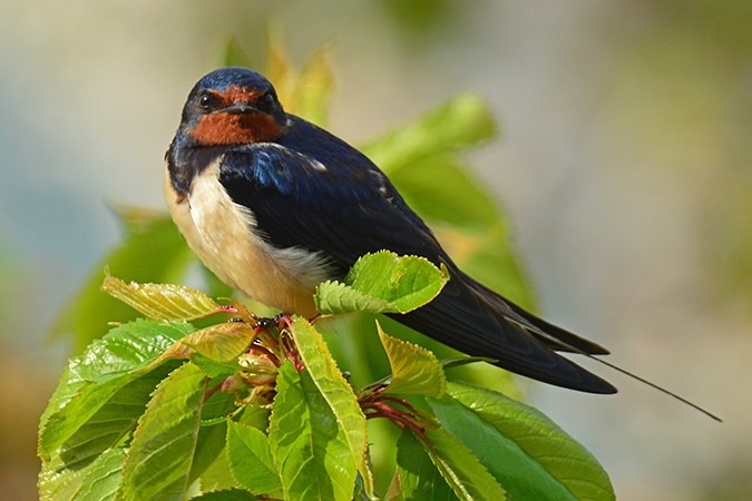 Barn Swallow - ML156097681
