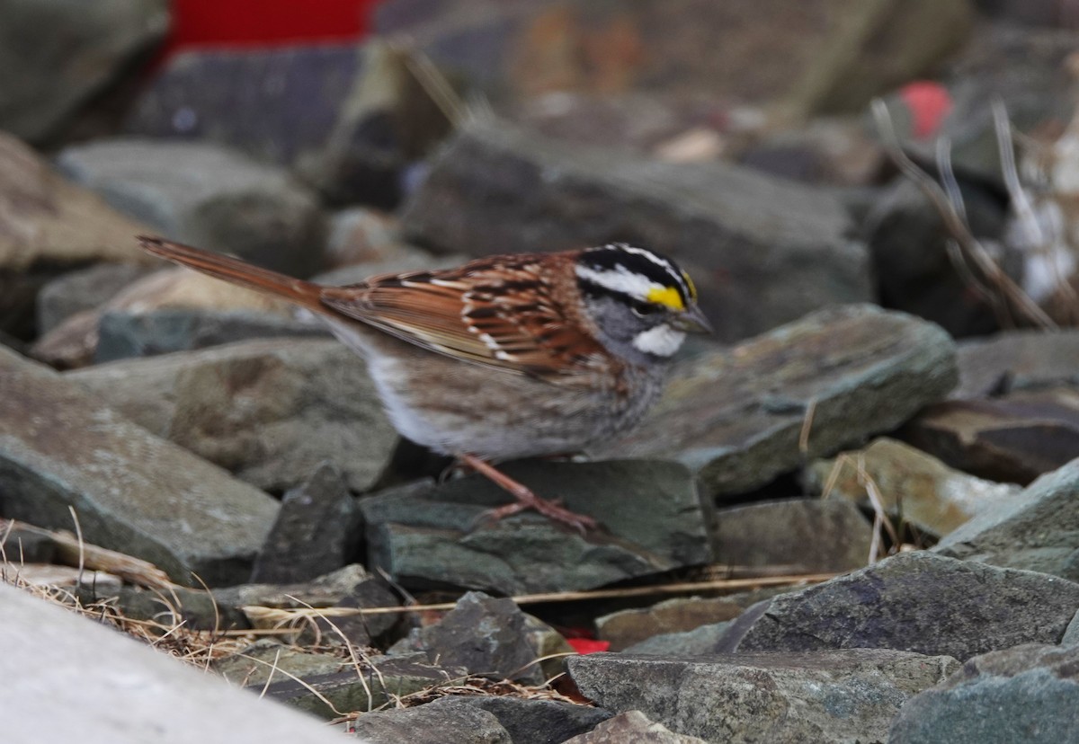 White-throated Sparrow - ML156098281