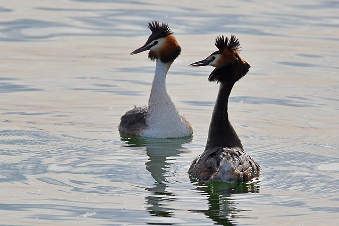 Great Crested Grebe - ML156099101