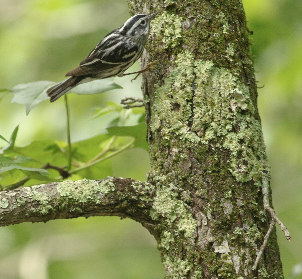 Black-and-white Warbler - ML156099621