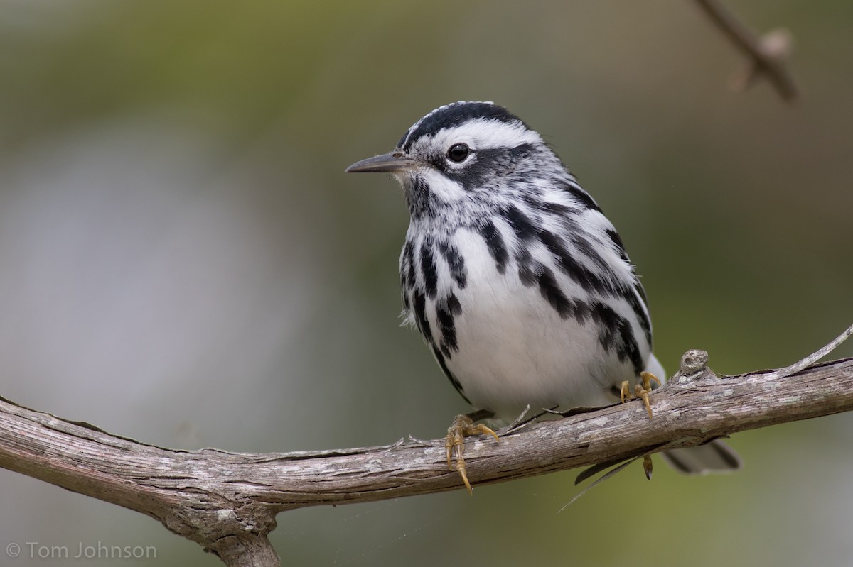 Black-and-white Warbler - ML156109181