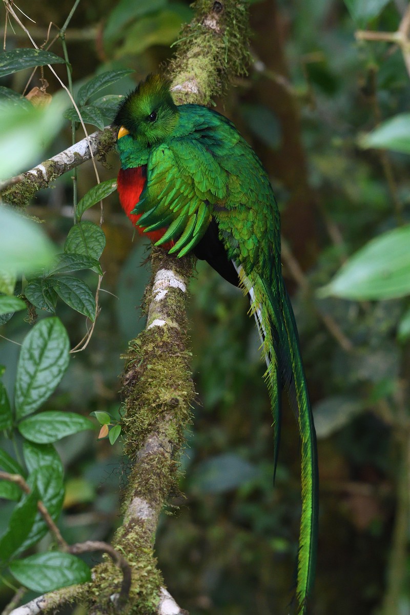 Quetzal resplendissant - ML156109921