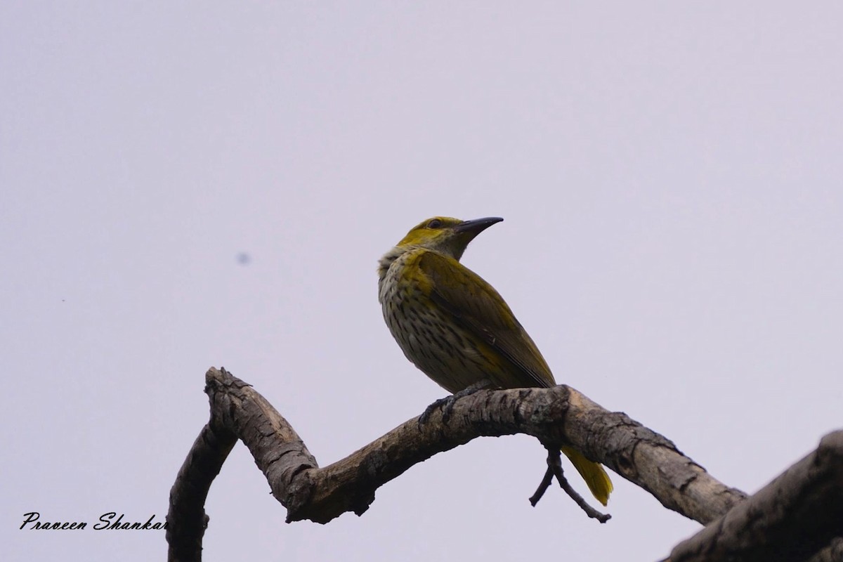Indian Golden Oriole - ML156110191