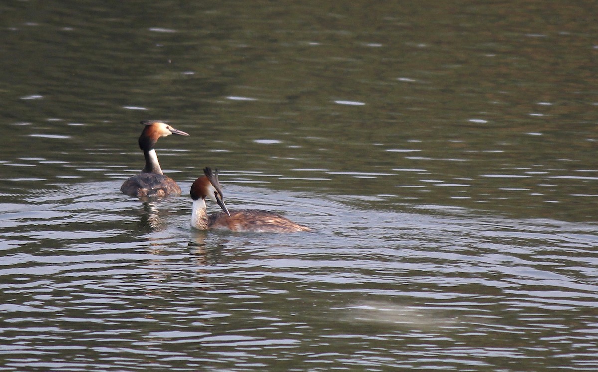 Great Crested Grebe - ML156111351