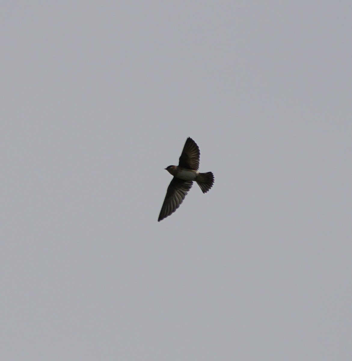 Cave Swallow - ML156112261
