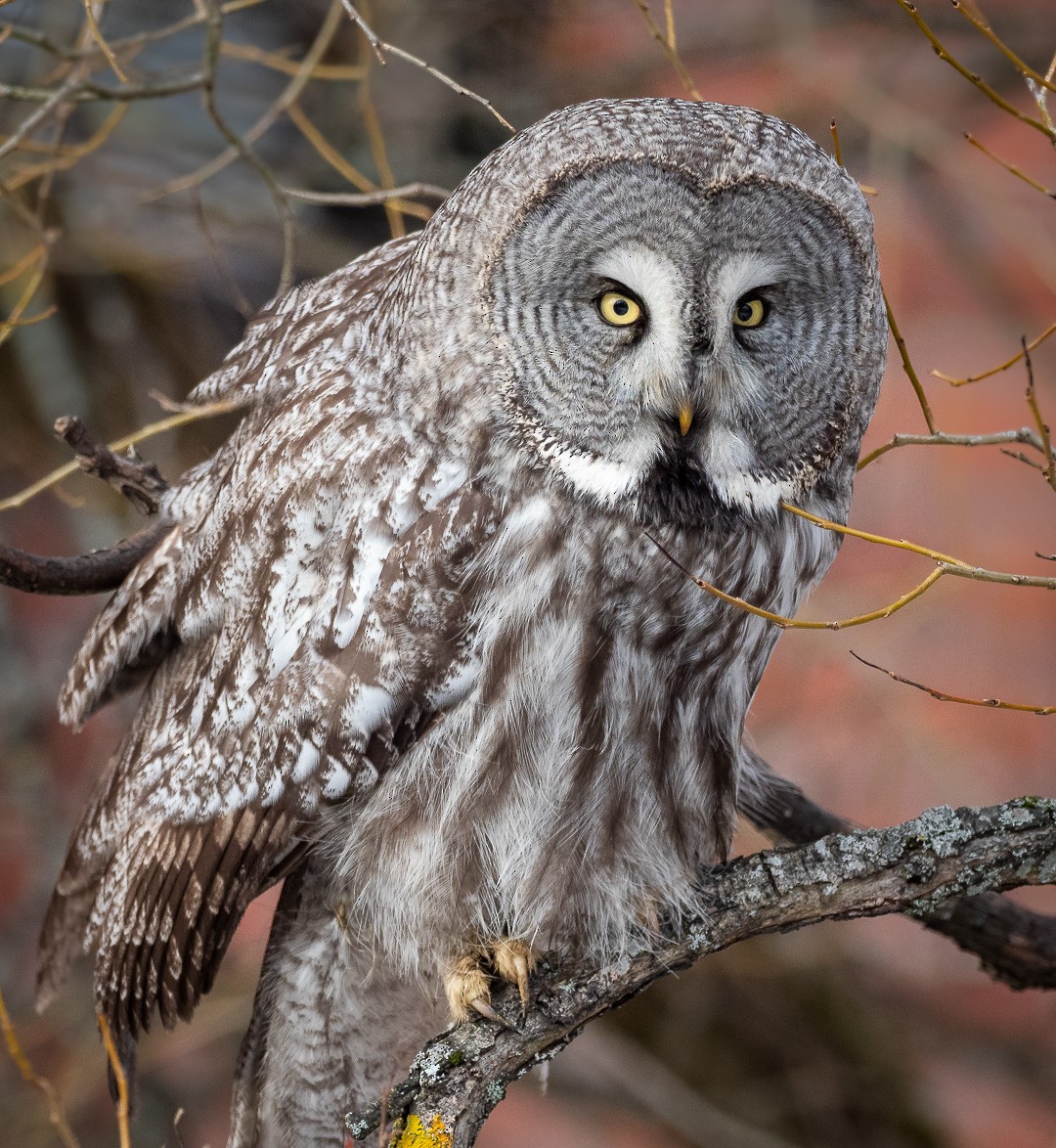 Great Gray Owl - Matti Rekilä