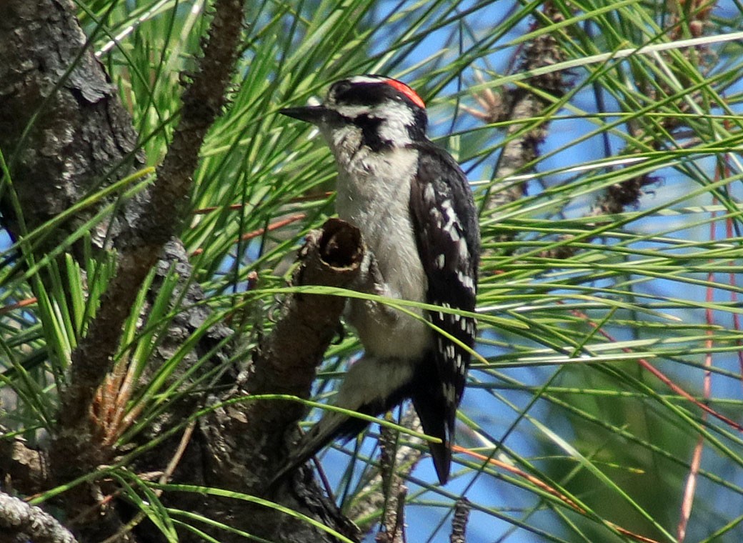Downy Woodpecker - ML156117761