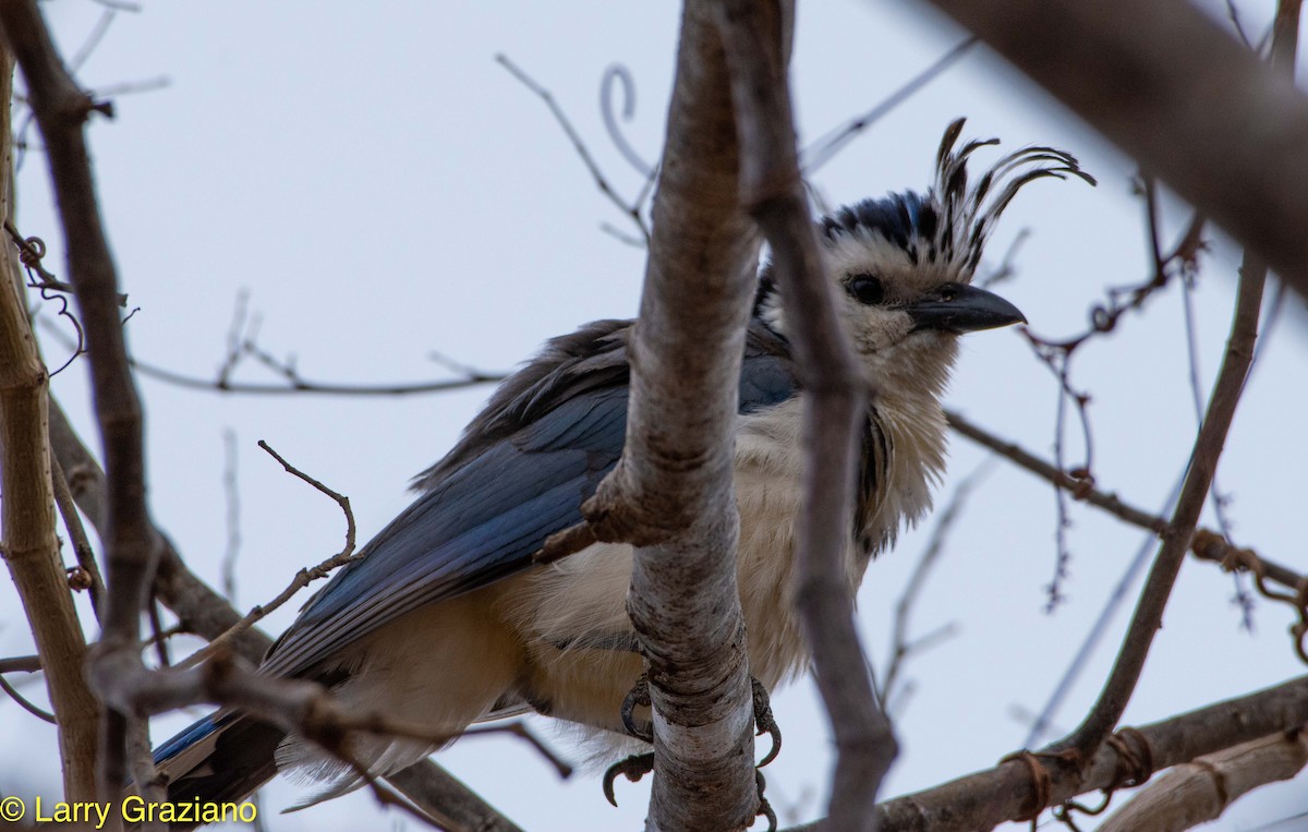 White-throated Magpie-Jay - ML156119141