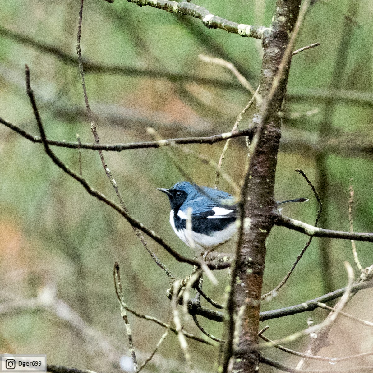 Black-throated Blue Warbler - ML156119741
