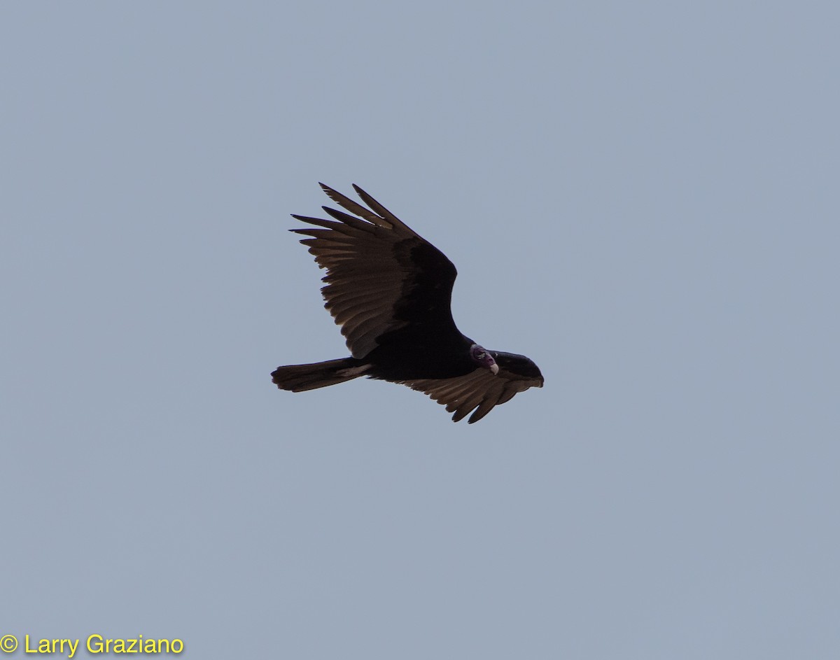 Turkey Vulture - ML156119781
