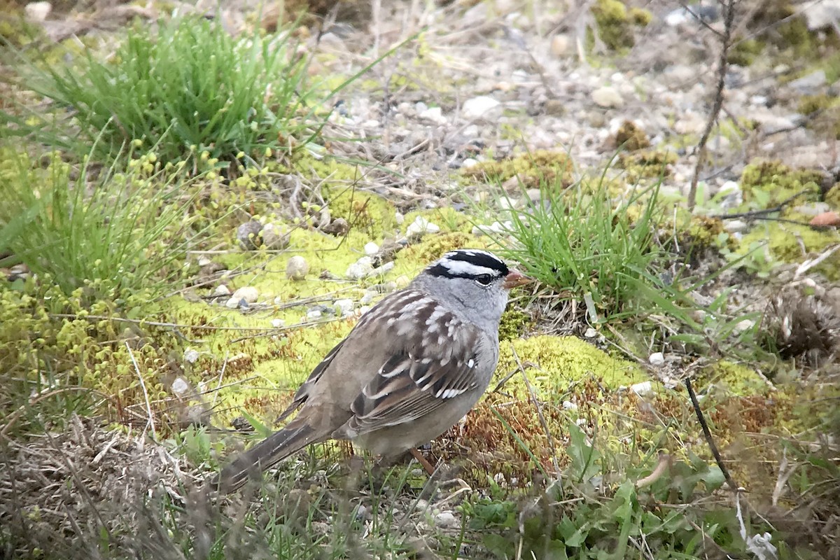 White-crowned Sparrow (leucophrys) - Shai Mitra