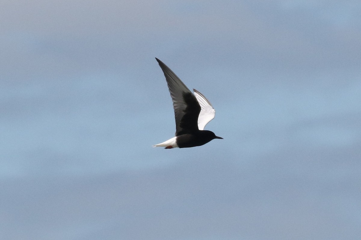 White-winged Tern - ML156120621