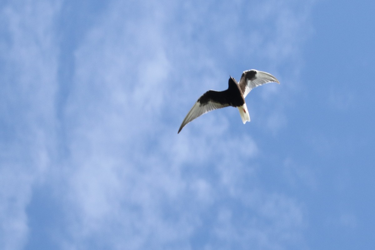 White-winged Tern - ML156120651