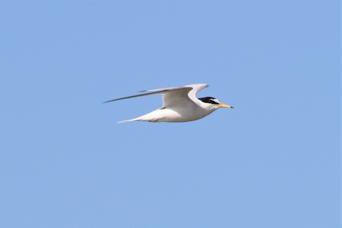 Little Tern - ML156120921