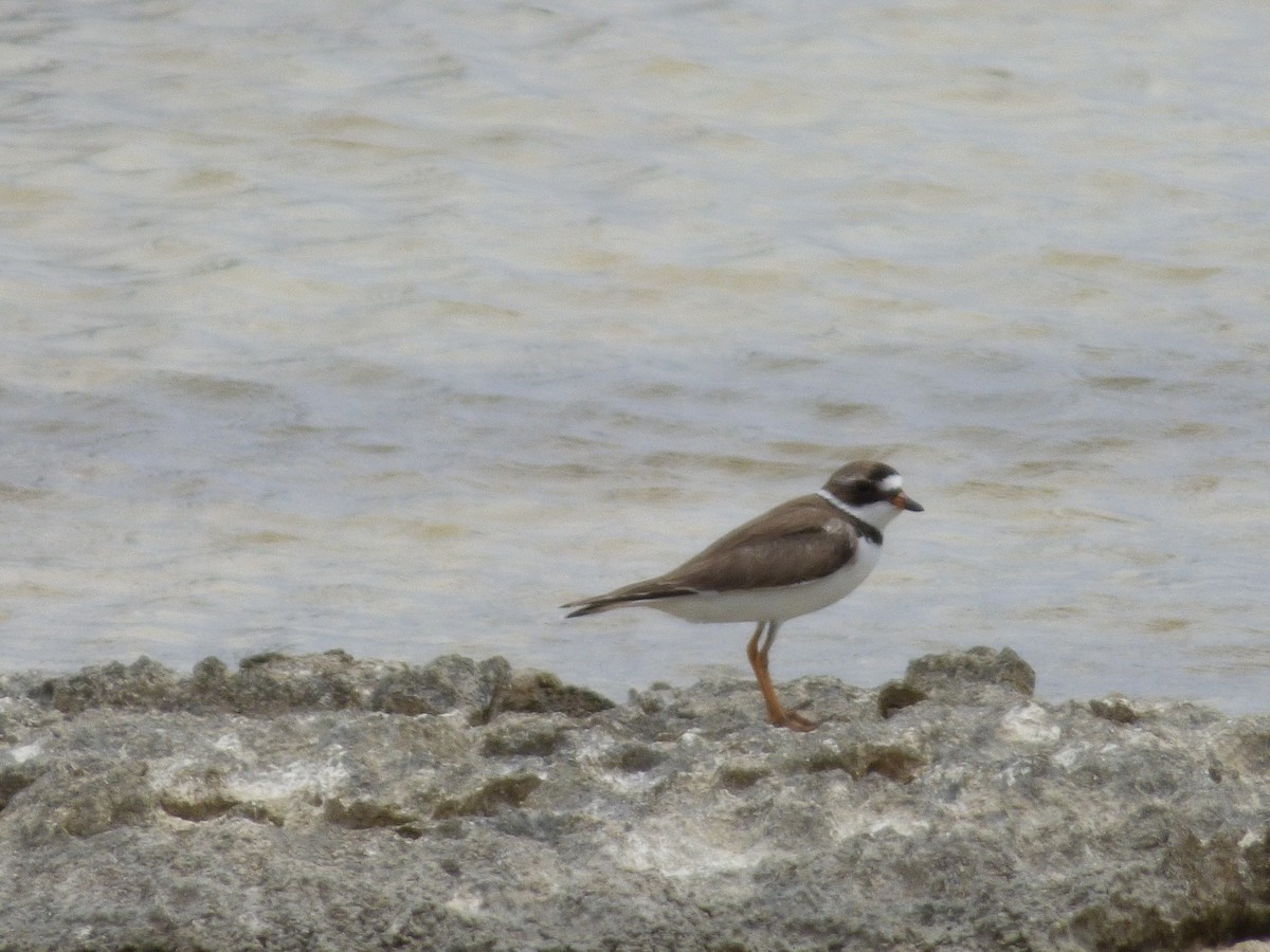 Semipalmated Plover - ML156121021
