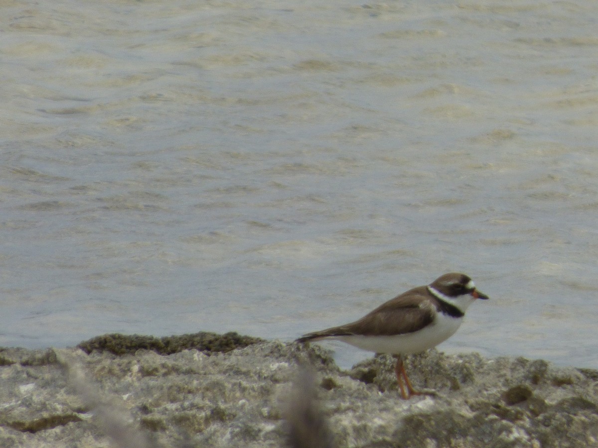 Semipalmated Plover - ML156121401