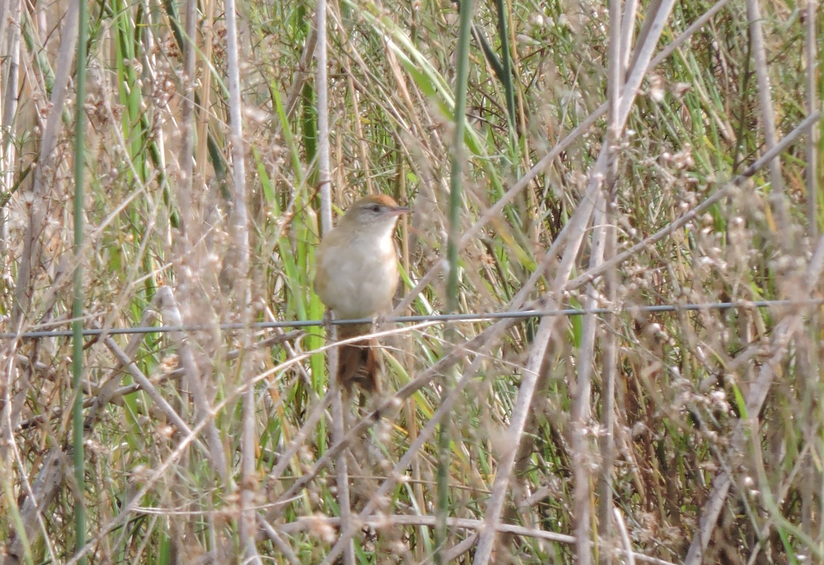 Bay-capped Wren-Spinetail - Anonymous