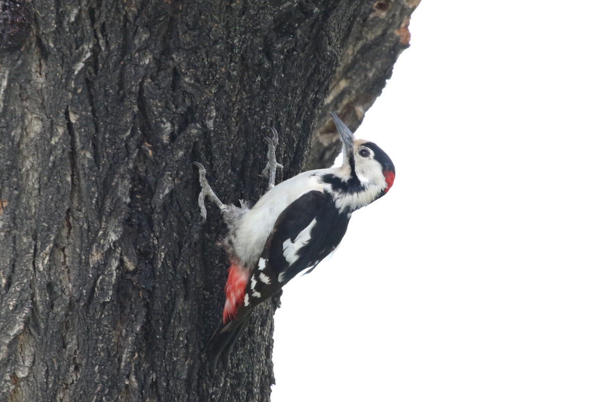Syrian Woodpecker - Christian Goenner