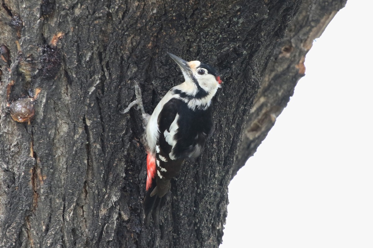 Syrian Woodpecker - ML156123161