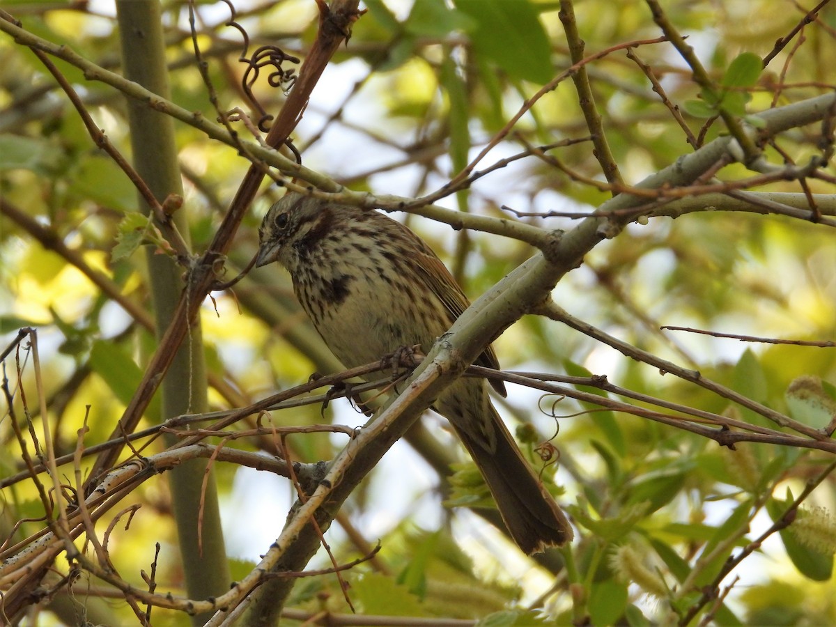 Song Sparrow (montana/merrilli) - ML156124101