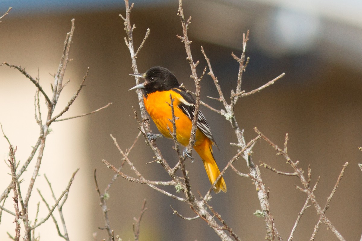 Baltimore Oriole - Justyn Stahl