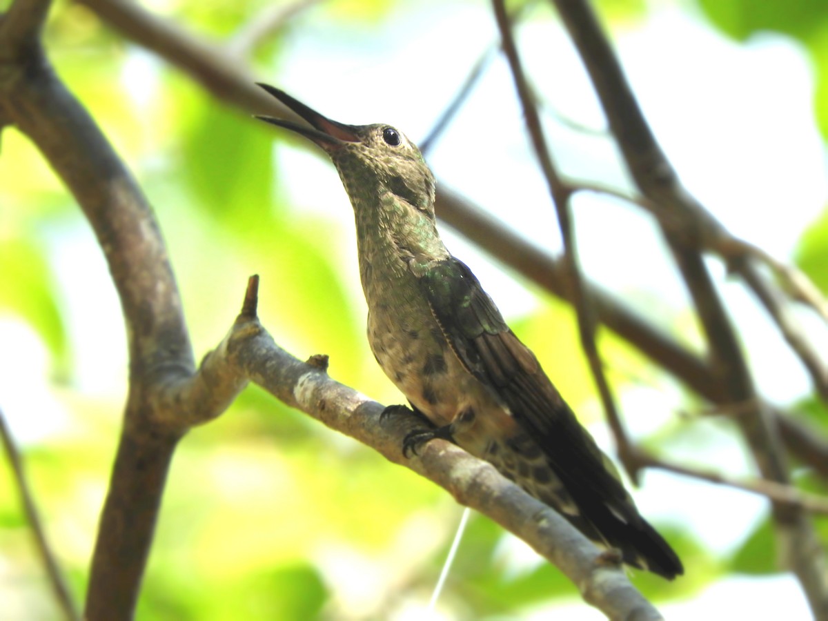 Scaly-breasted Hummingbird - ML156125801