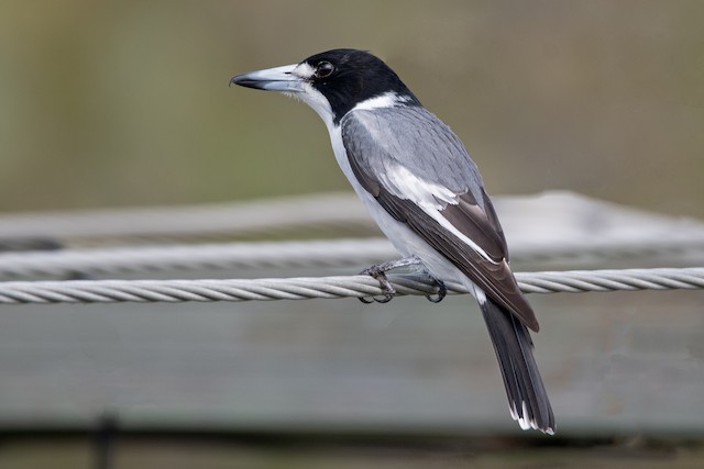 Gray Butcherbird Ebird