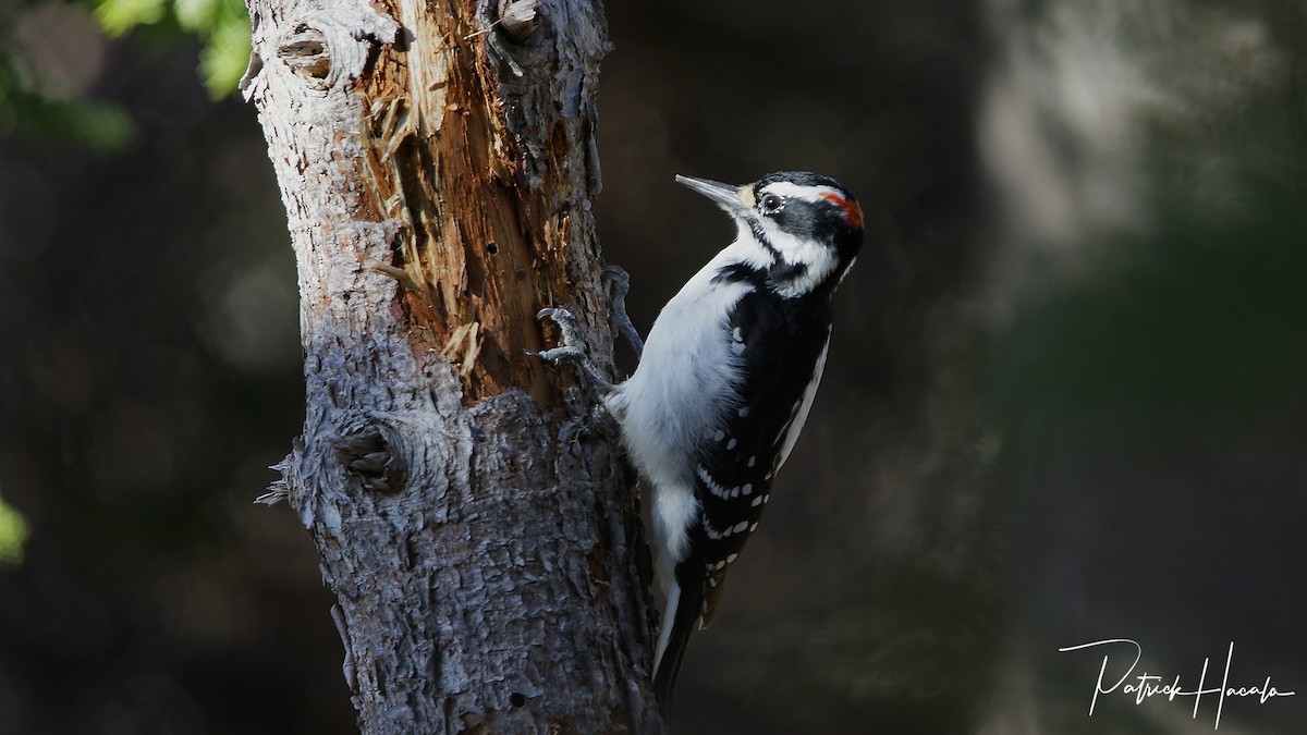 Hairy Woodpecker - patrick hacala