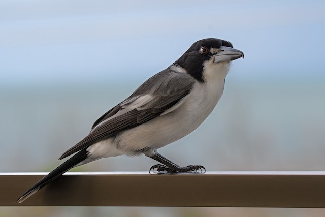 Gray Butcherbird Ebird