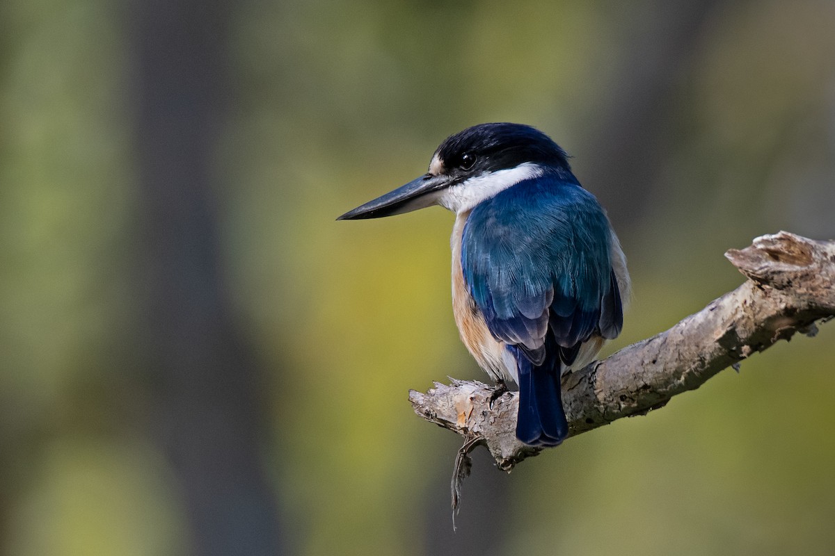 Forest Kingfisher - ML156128271