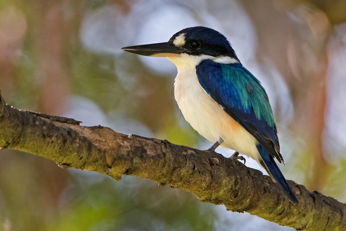 Forest Kingfisher - ML156128281