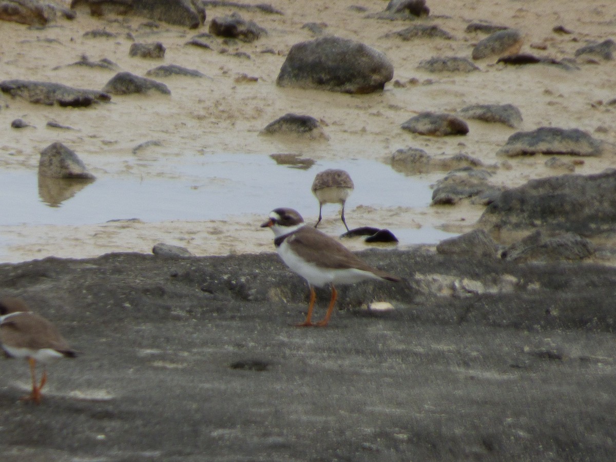 Semipalmated Plover - ML156129021
