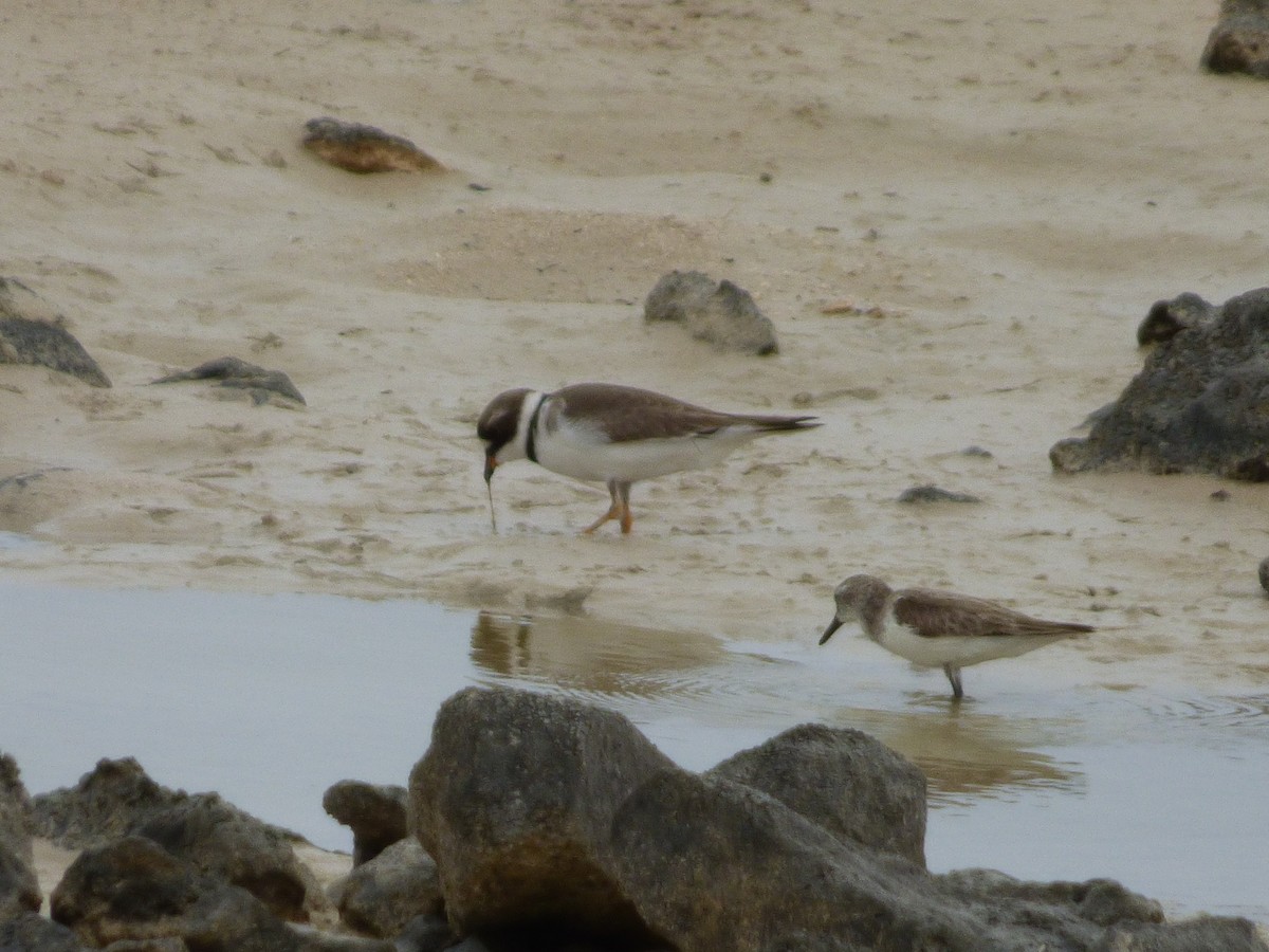 Semipalmated Plover - ML156129651