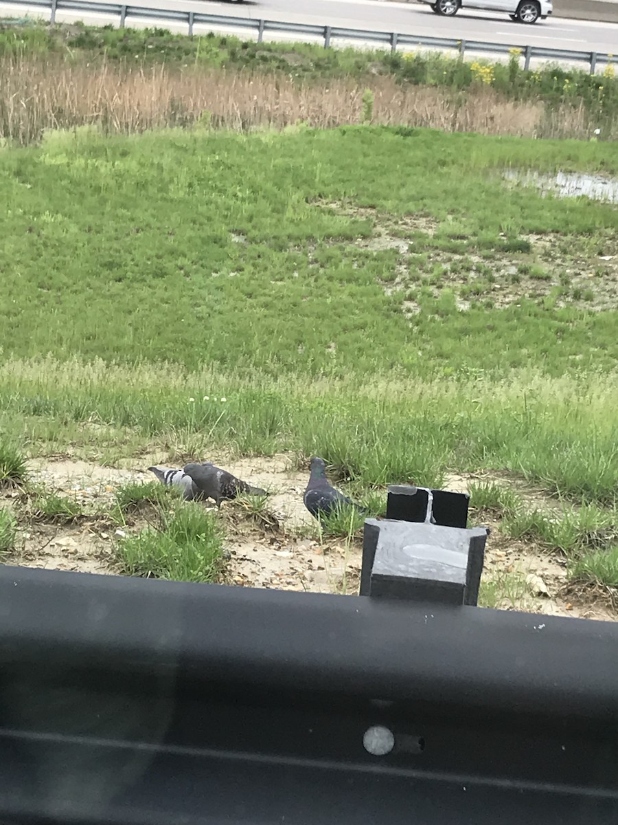 Rock Pigeon (Feral Pigeon) - ML156130901