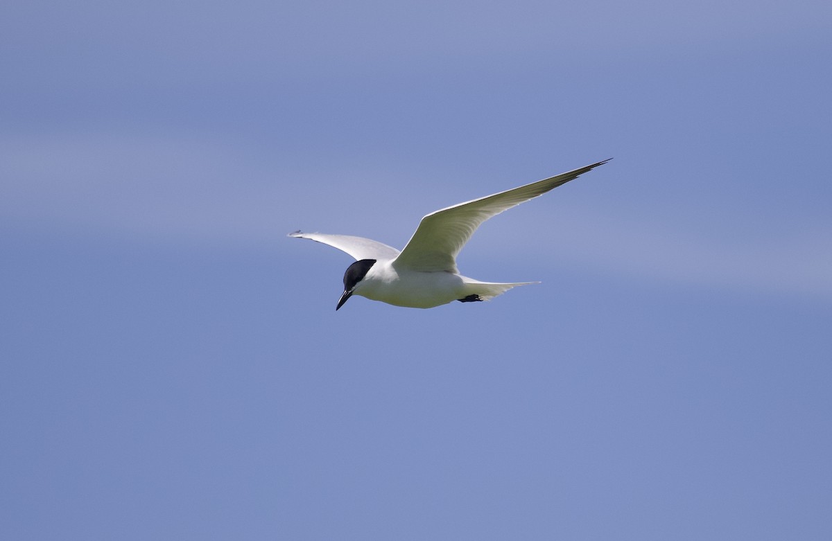 Gull-billed Tern - Mary Keleher