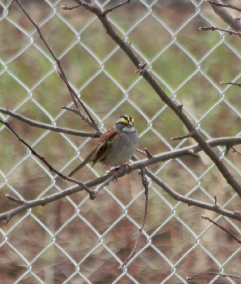 White-throated Sparrow - ML156133211
