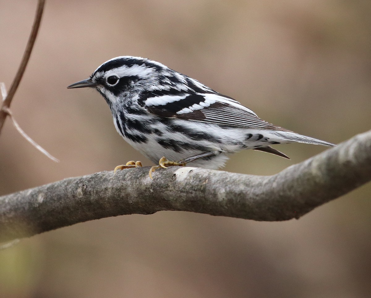 Black-and-white Warbler - ML156133971