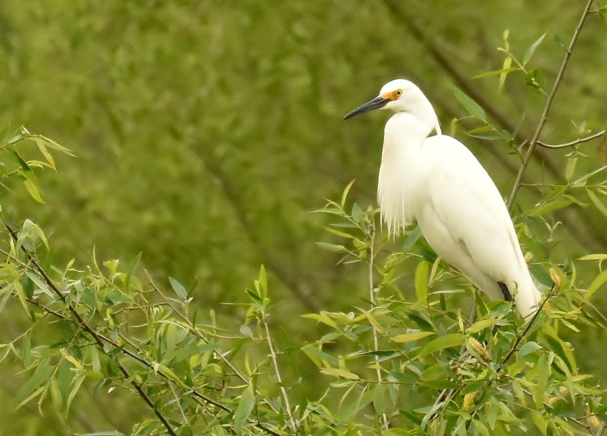 Snowy Egret - Don Carbaugh