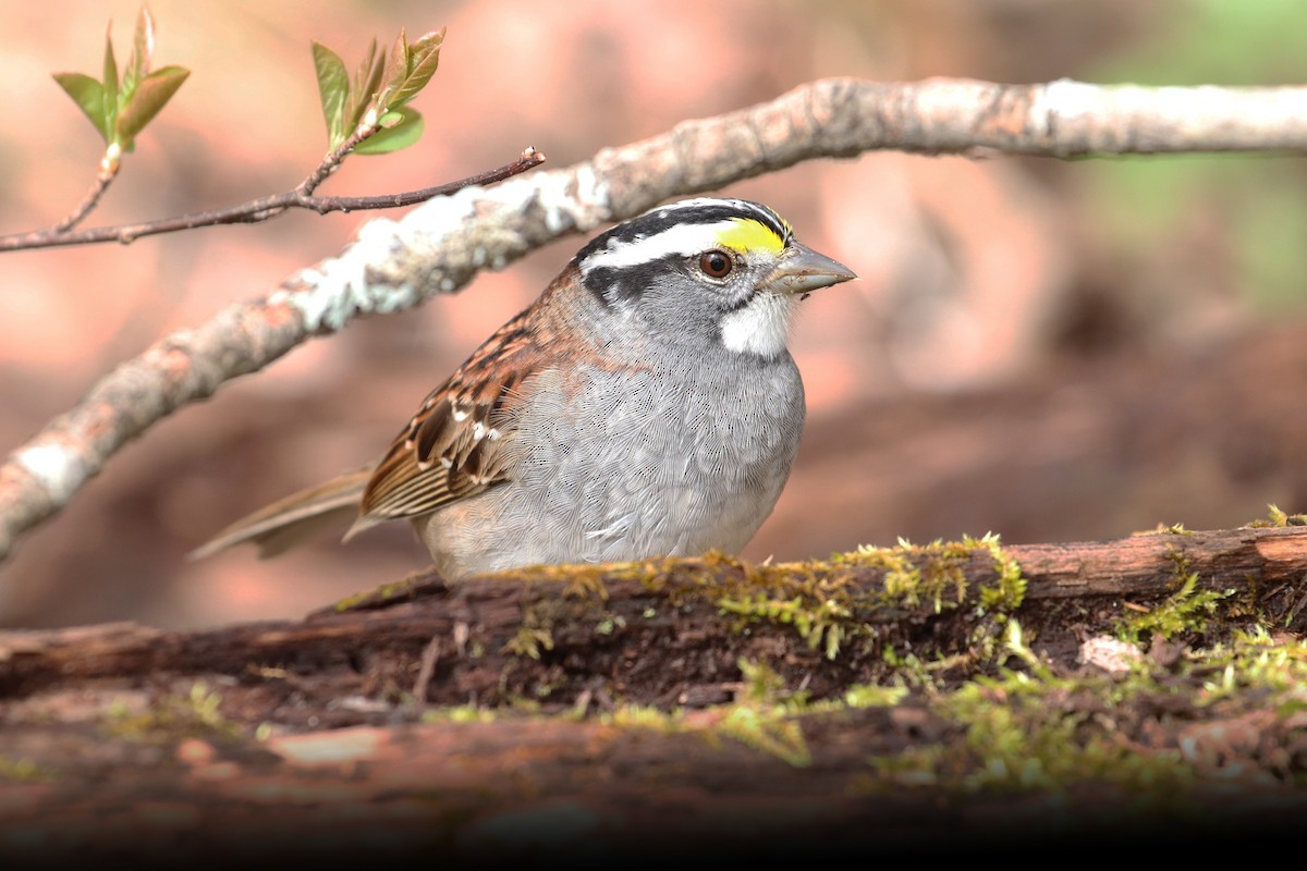 White-throated Sparrow - ML156134641